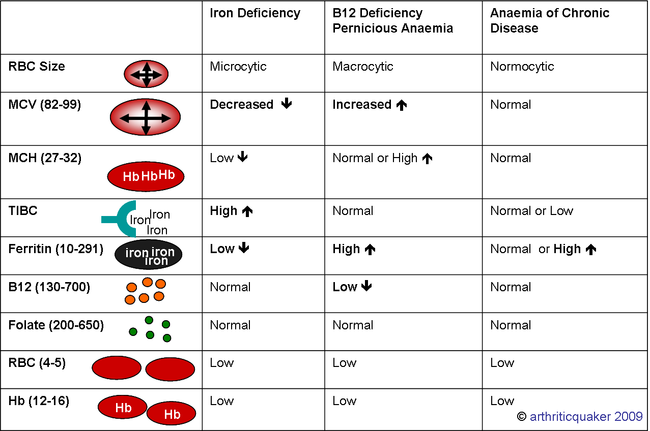 Iron Deficiency Anemia System Disorder Template