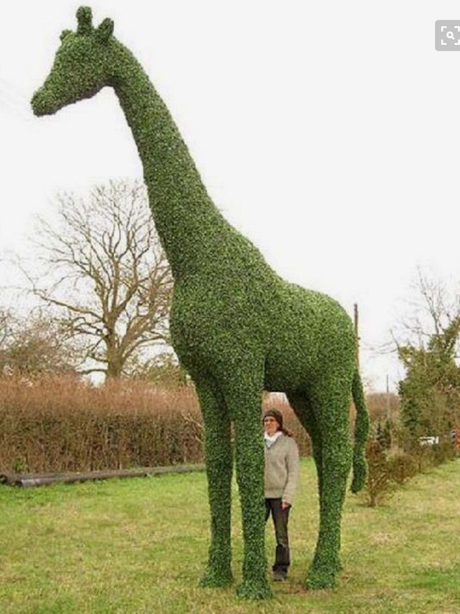 Pin by Mary Winning on Home - Topiary | Topiary garden, Garden art, Topiary