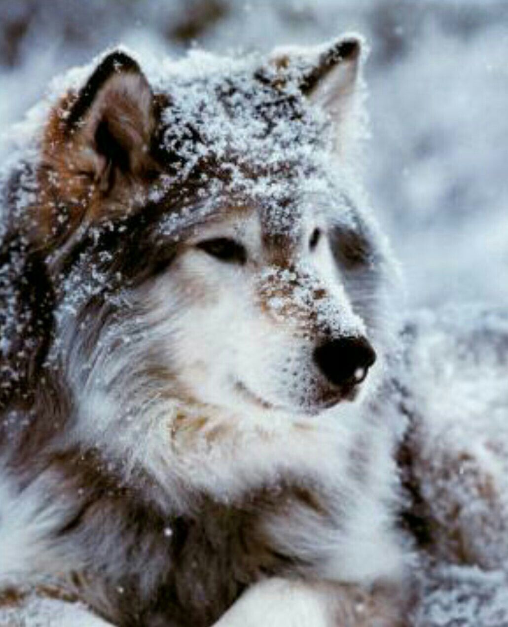 Pin by Sandra Candia Torres on wolf | Animals wild, Beautiful wolves ...