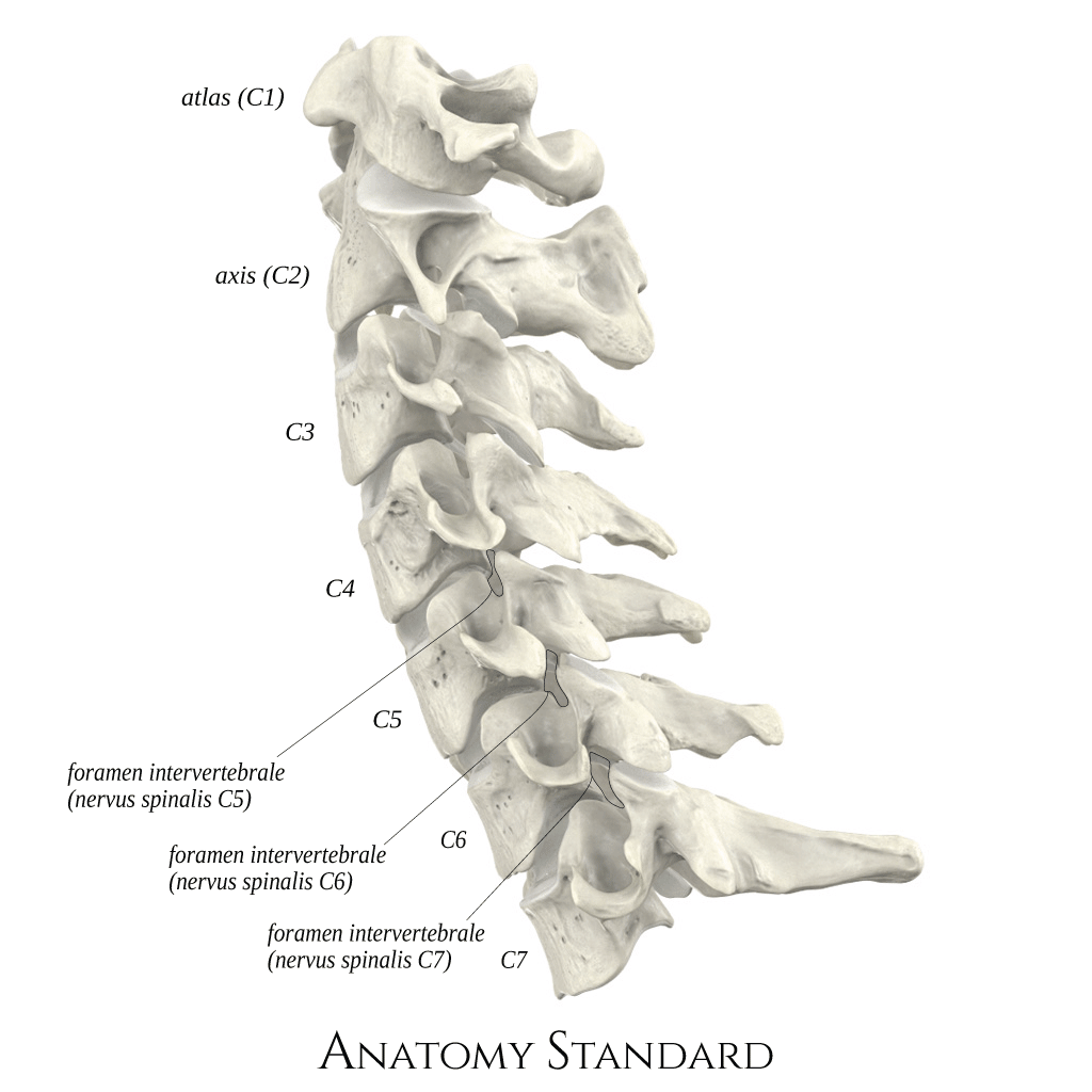 Cervical Vertebra Photograph By Asklepios Medical Atl - vrogue.co