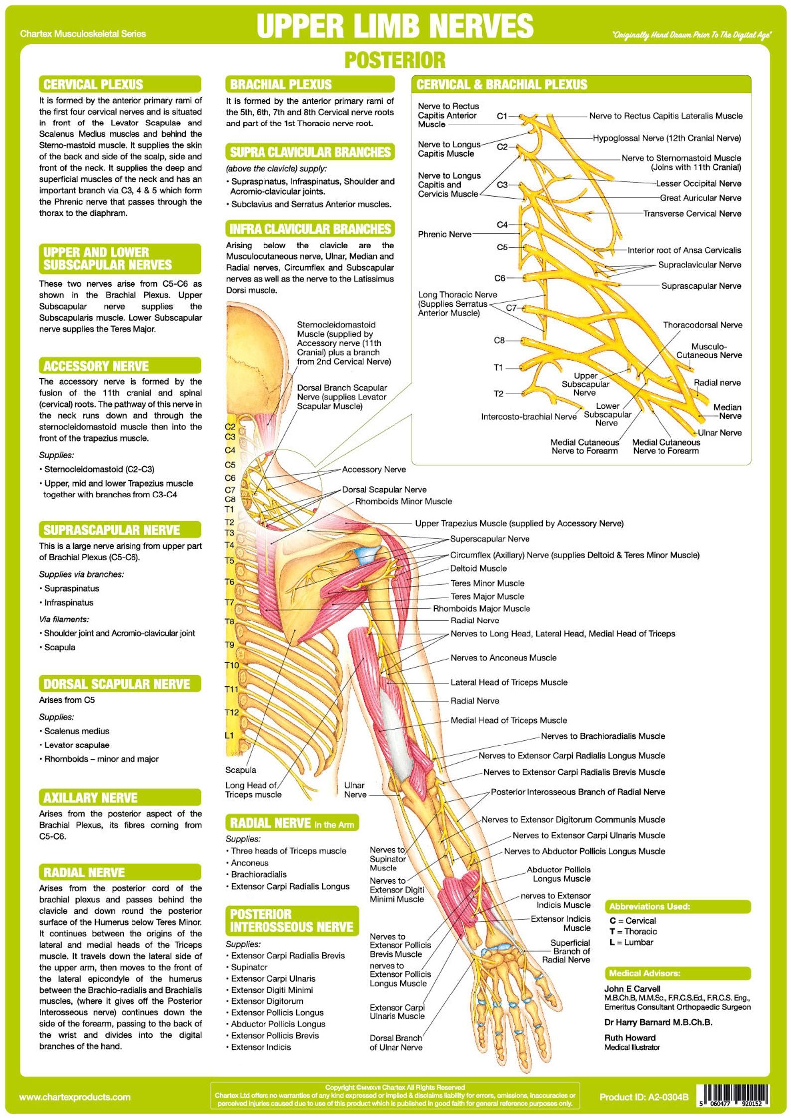 Brachial Plexus Muscle Innervation Chart