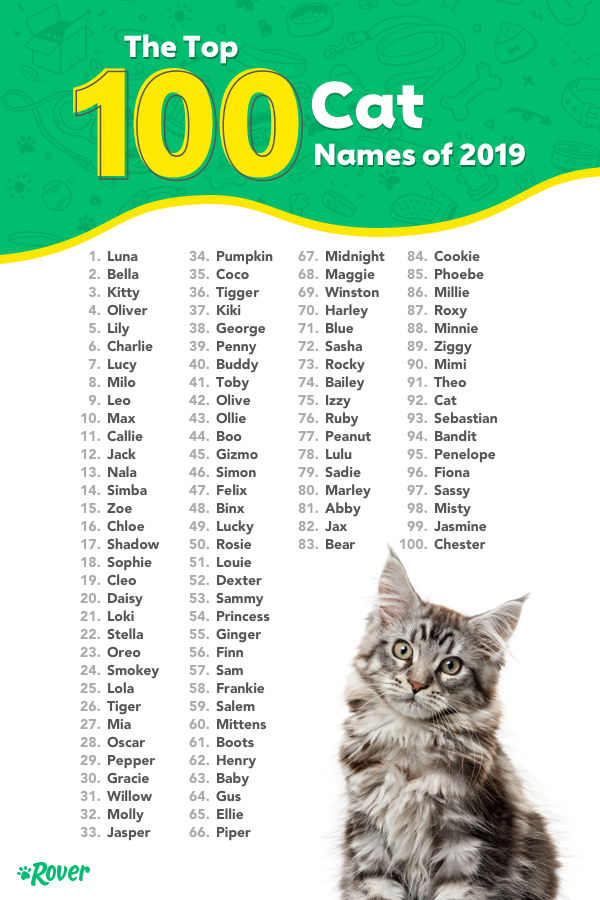 Cute Cat Pet Names