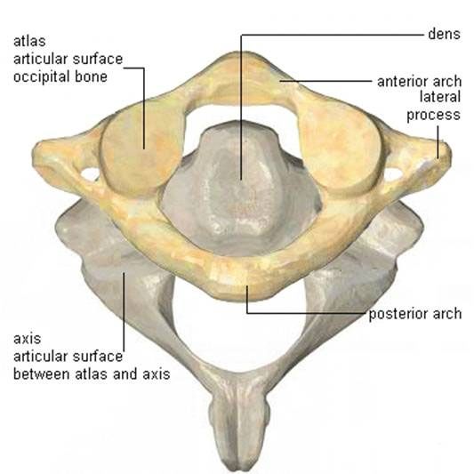 Pin de Hades GDD en anatomía | Arte de anatomía, Anatomía, Arte