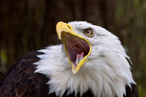 bald eagle screaming | Screaming bald eagle | Weißkopfseeadler ...