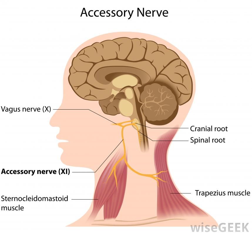 What is vagal tone? Vagus Nerve Damage, Nerve Damage Symptoms ...