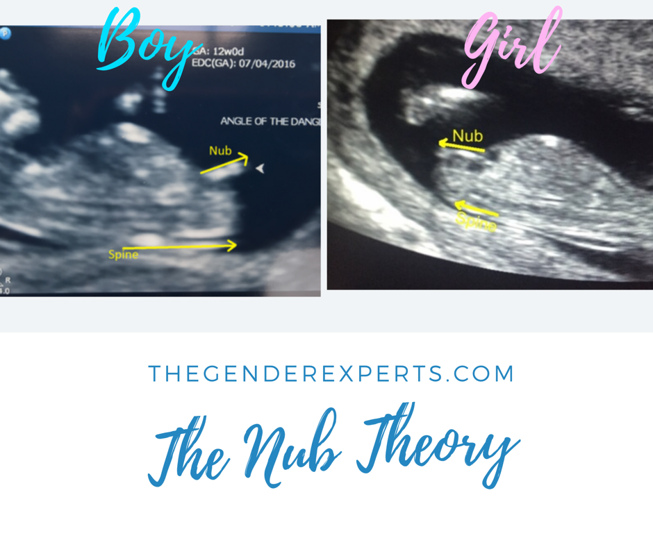 Nub Theory Guide for Gender Prediction 2019 - The Gender Experts 10 ...