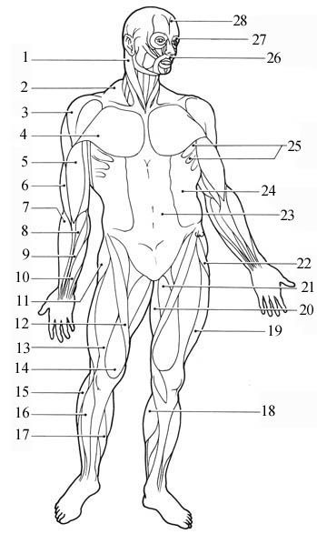 Muscle Diagram for Human Anatomy