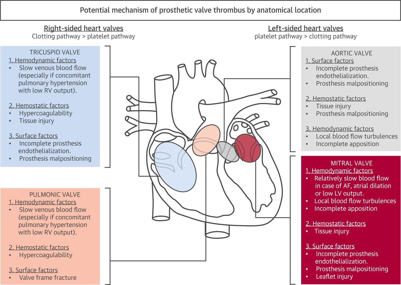 Heart Anatomy With Valves