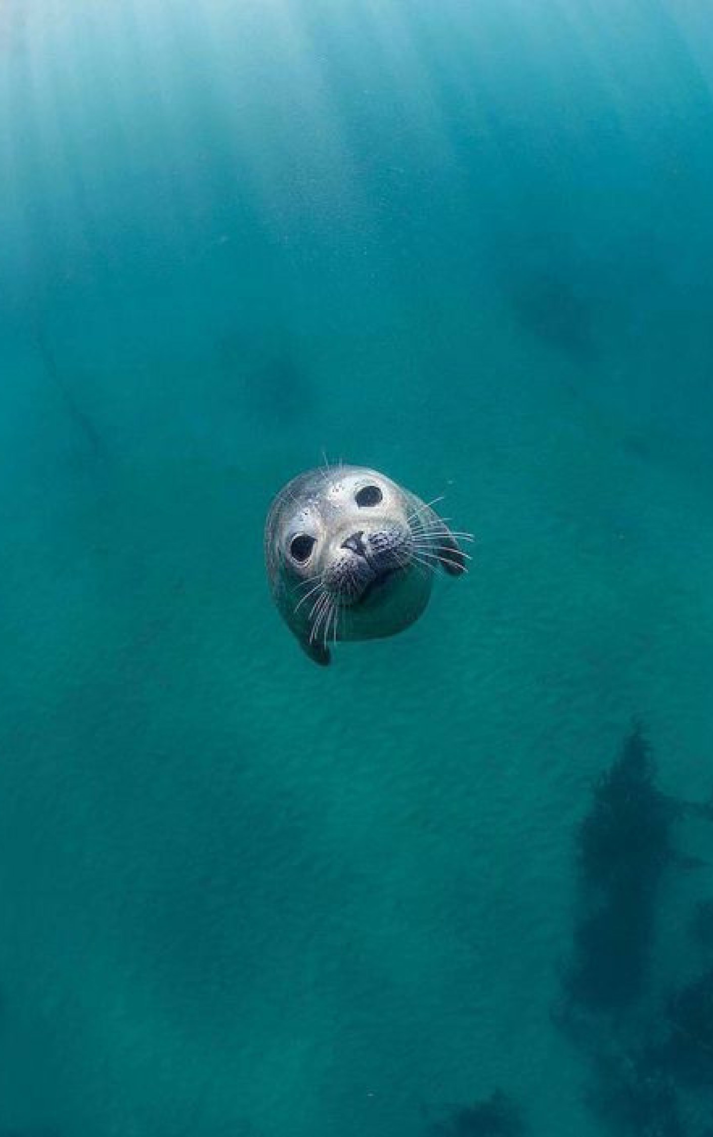 What's the #difference a #SeaLion and a #Seal ? Animals And Pets, Funny ...