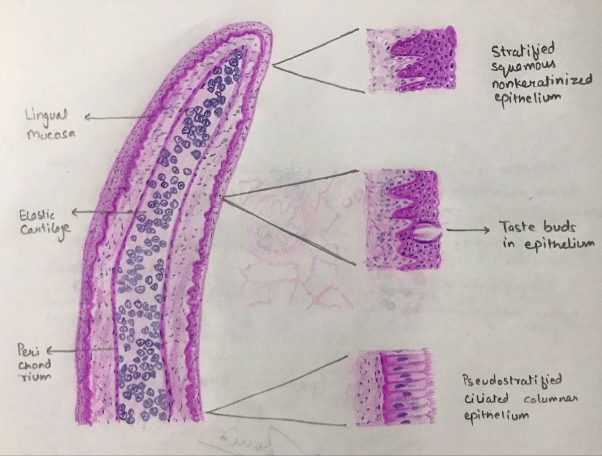 Epiglottis | Histology slides, Medical school studying, Save