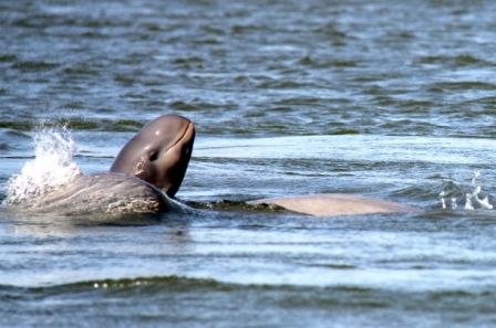 Mekong Dolphin is an Eco tourism sight located in Kratie Province, so ...