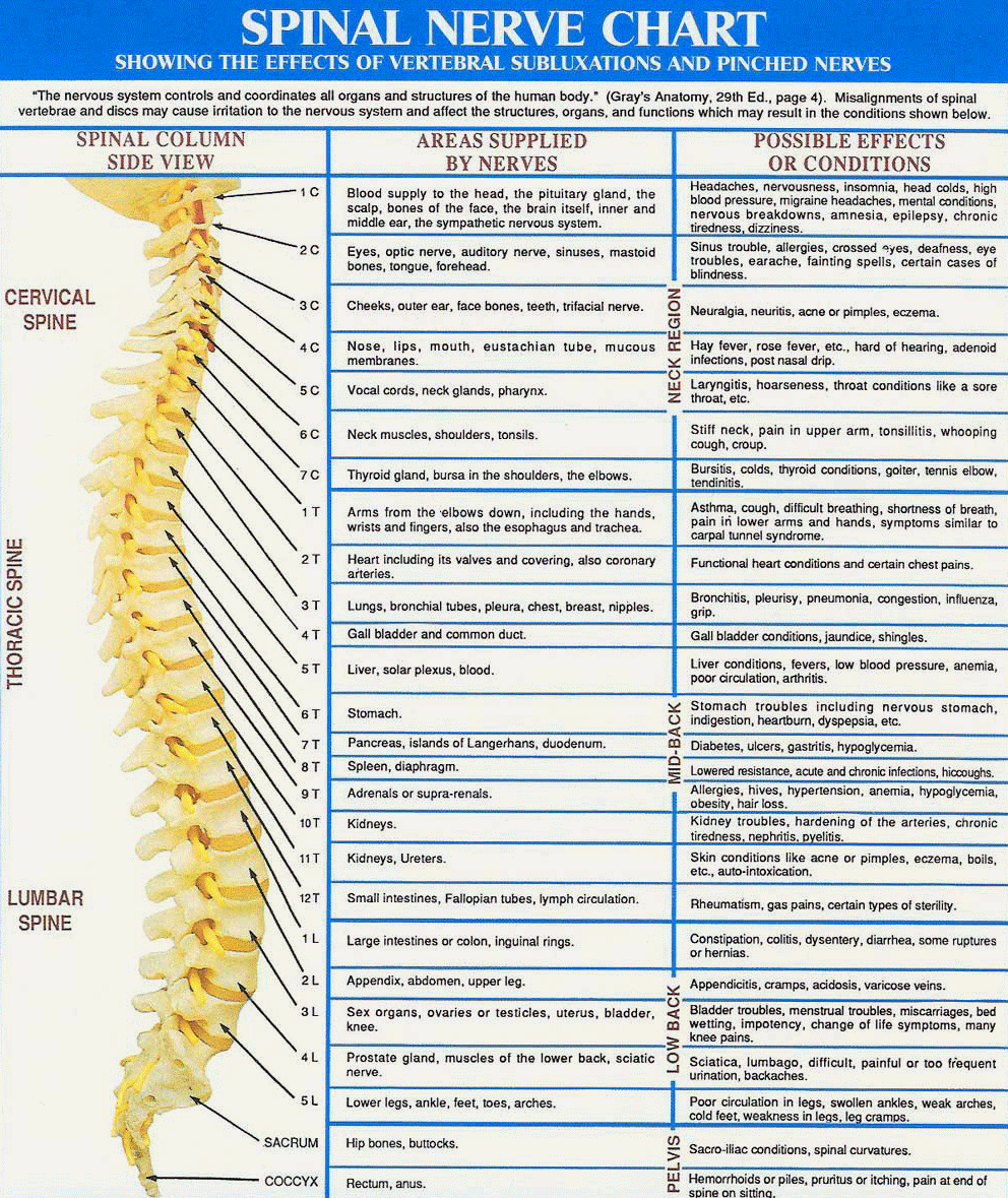 Spinal Nerve Pathways Anatomy