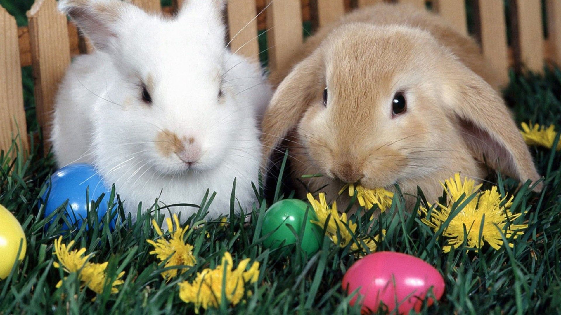 Cute Easter Bunnies  Easter Easter Bunny HD wallpaper  Pxfuel