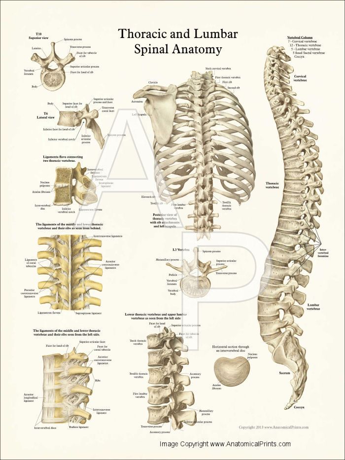 Spine Anatomy Diagram Full Page