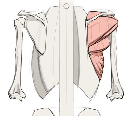 Detailed shoulder muscles drawing Shoulder Muscle Anatomy, Human Muscle ...