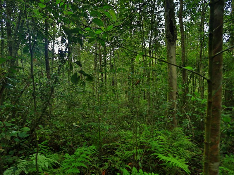 Image result for sinharaja forest reserve