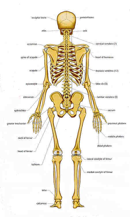 the human skeleton and its major skeletal systems is shown in this ...