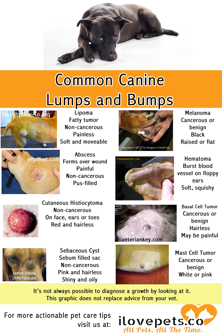 What s growing on my dog common canine lumps and bumps – Artofit