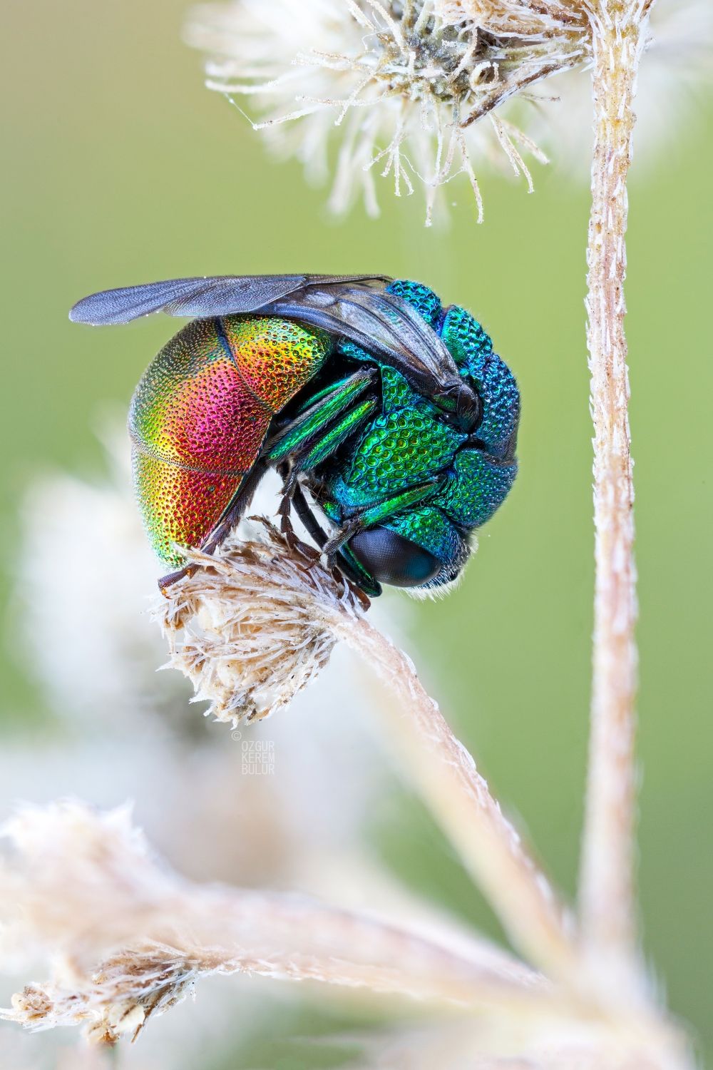 cuckoo wasp ( Pseudomalus auratus ) by zgrkrmblr.deviantart.com on ...