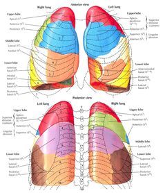 Bronchopulmonary, Segmentation, Medicine