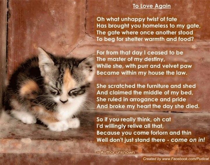 Sweet! Pet poems, Cat quotes, I love cats