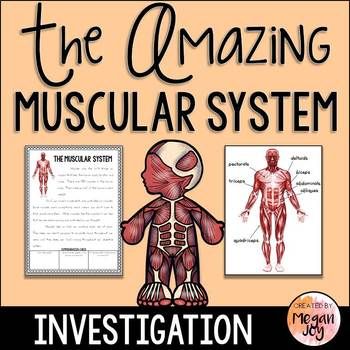 Muscles of the Human Body - Muscular System Activities | Muscular ...