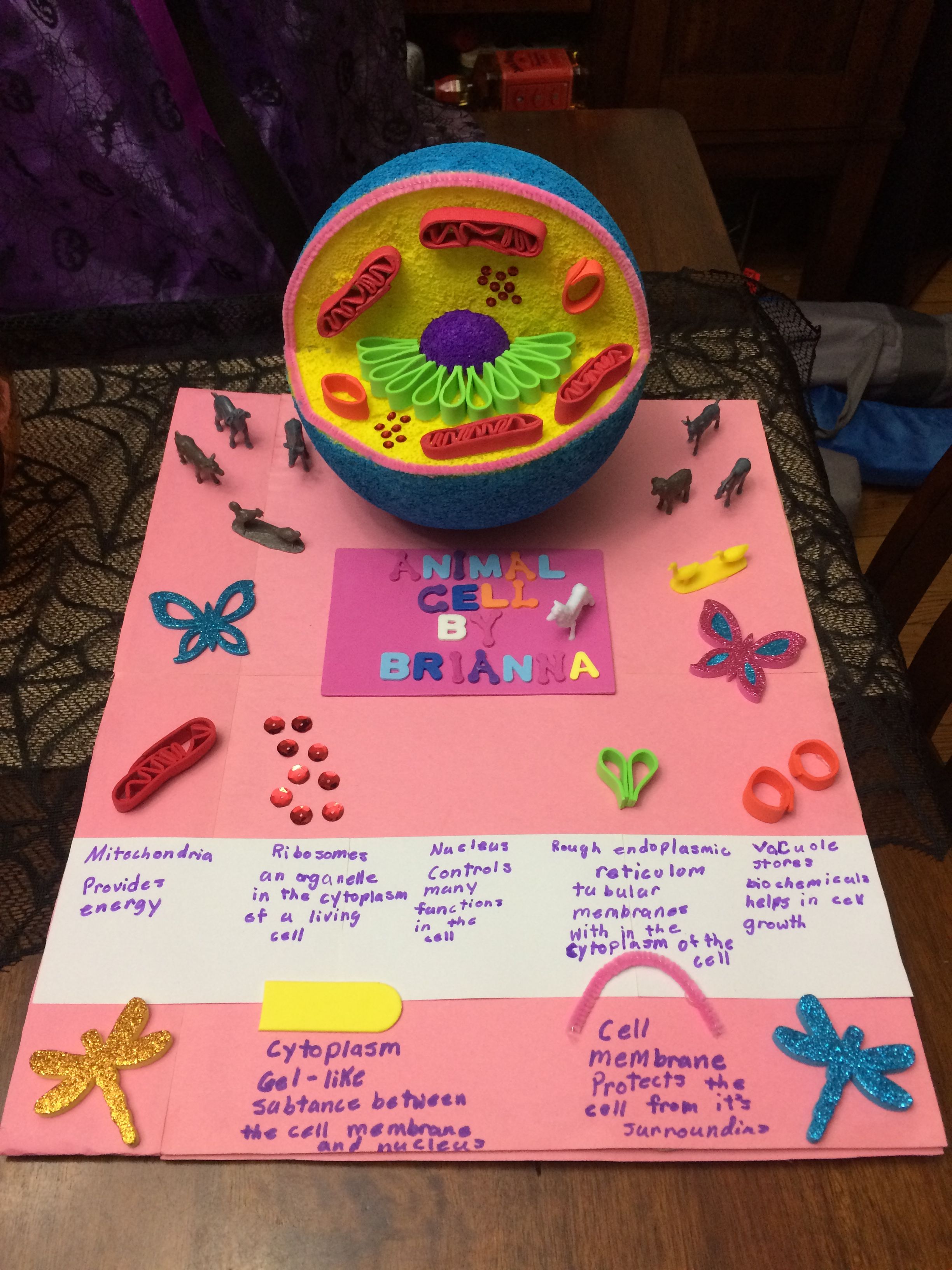 Animal Cell Model