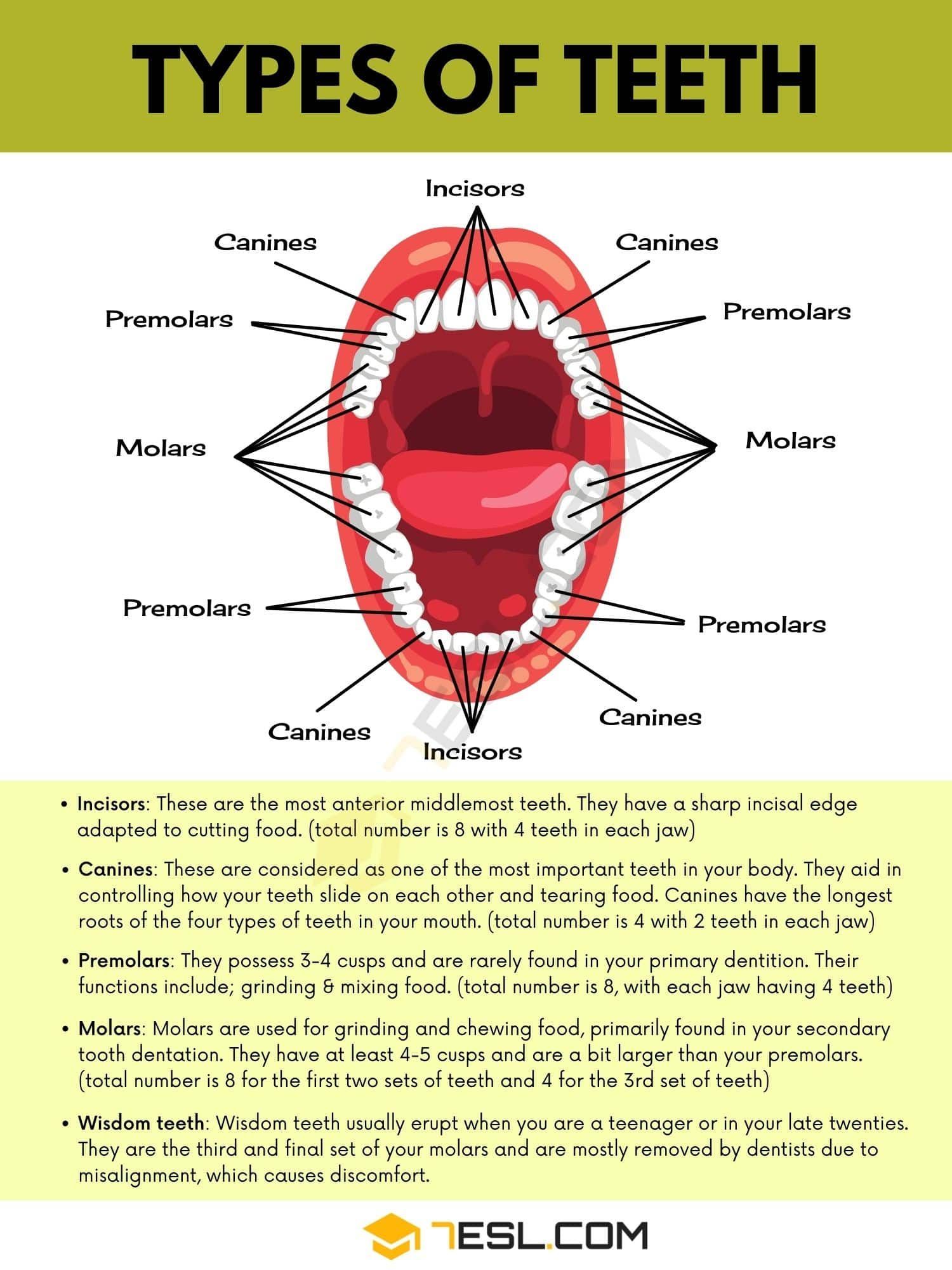 the different types of teeth and their functions