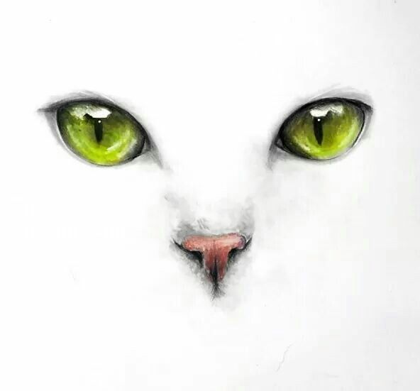 Pin by Norach Orrico on Watercolor in 2024 | Cats art drawing, Art ...