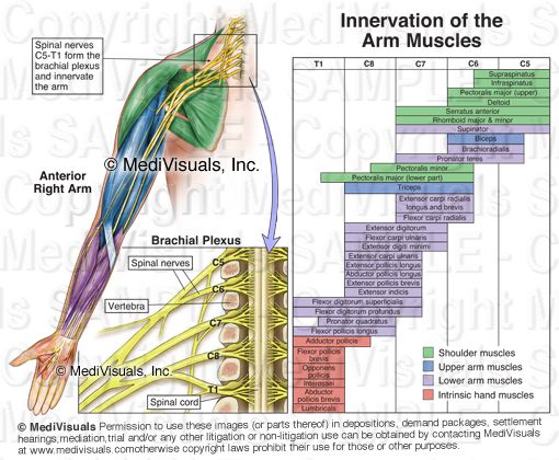 Brachial Plexus Muscle Innervation Chart