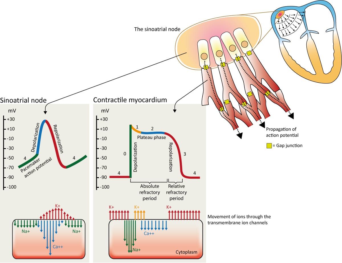 Potencial De Ação Neural - MODISEDU