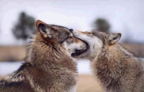 two wolfs are kissing each other in front of a black and white frame ...