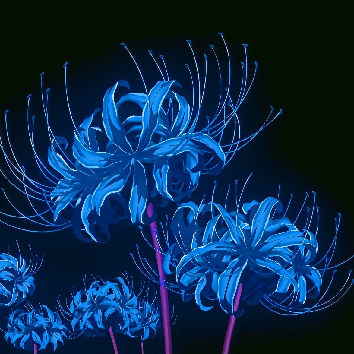 Blue Spider Lily Lirios Fadas Vintage Wallpapers Bonitos