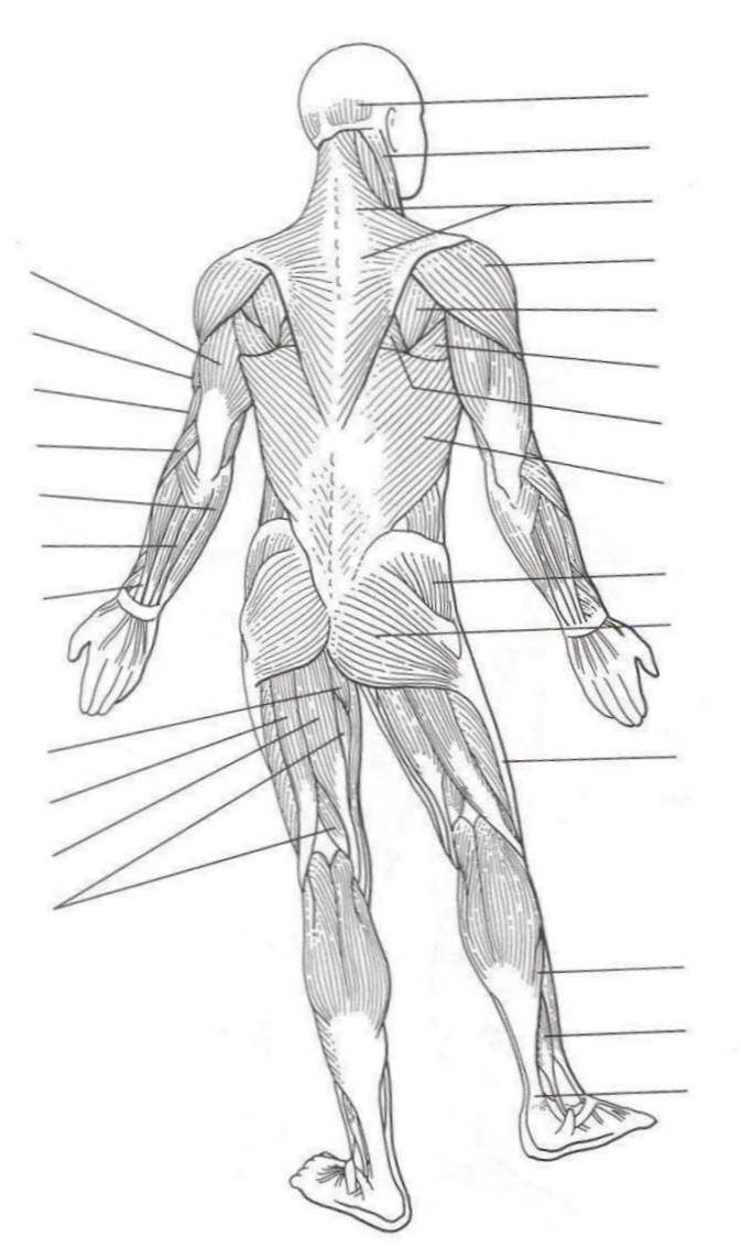 Practice Labeling Muscles Of The Body