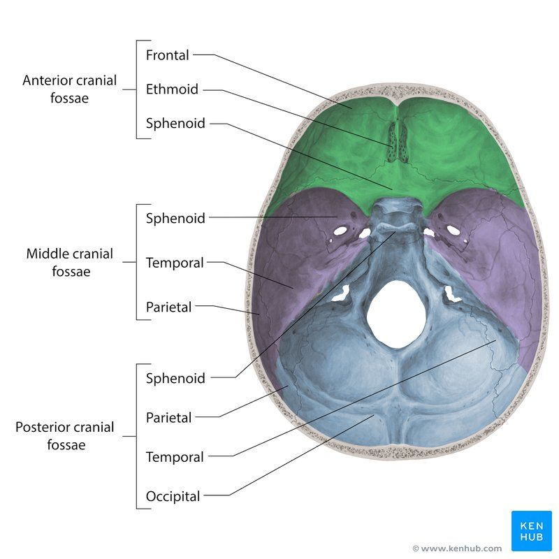 Anterior Cranial Fossa Location Anatomy Functions And - vrogue.co