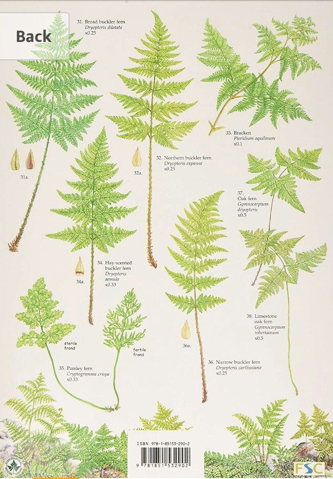 'Key to Common Ferns' by James Merryweather, illustrated by Carol ...