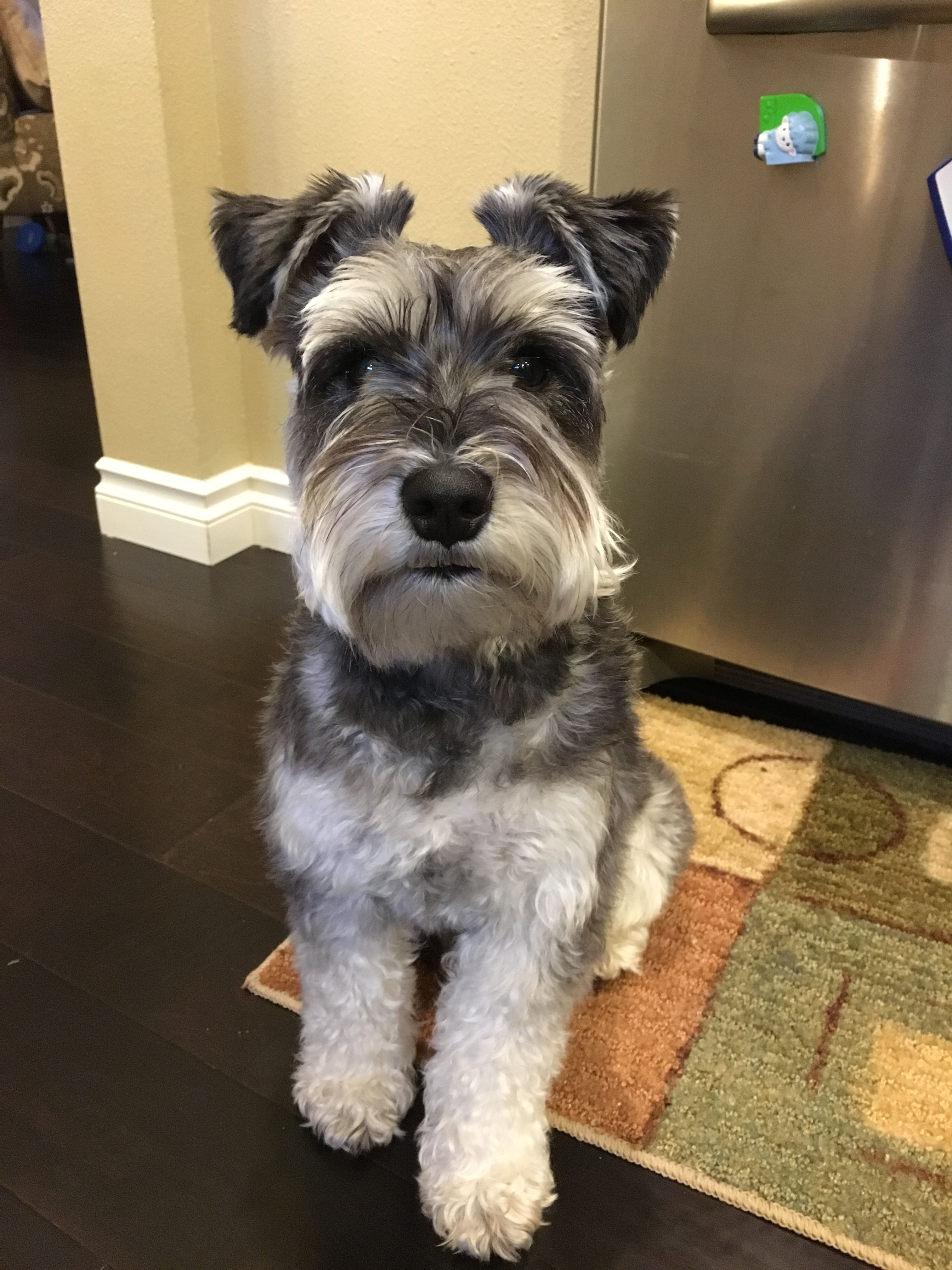 Pin on Schnauzer hair cuts