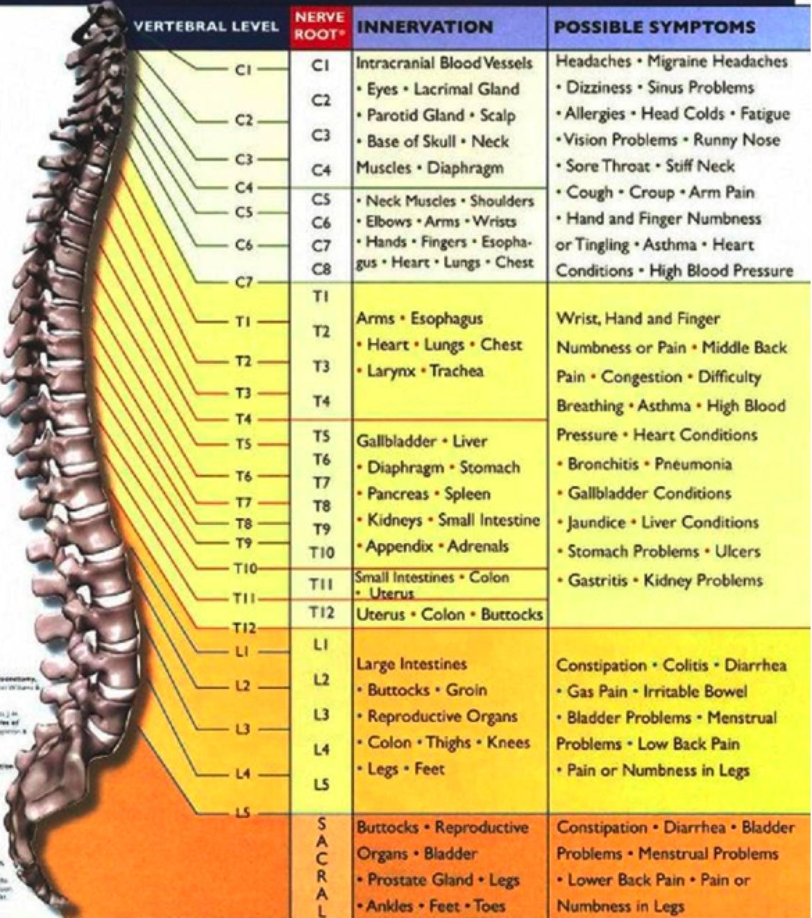 Lumbar Spine Nerve Chart