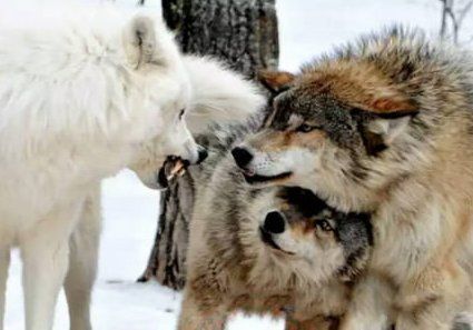 Female wolf covering her mate's throat. | Animals beautiful, Animals ...