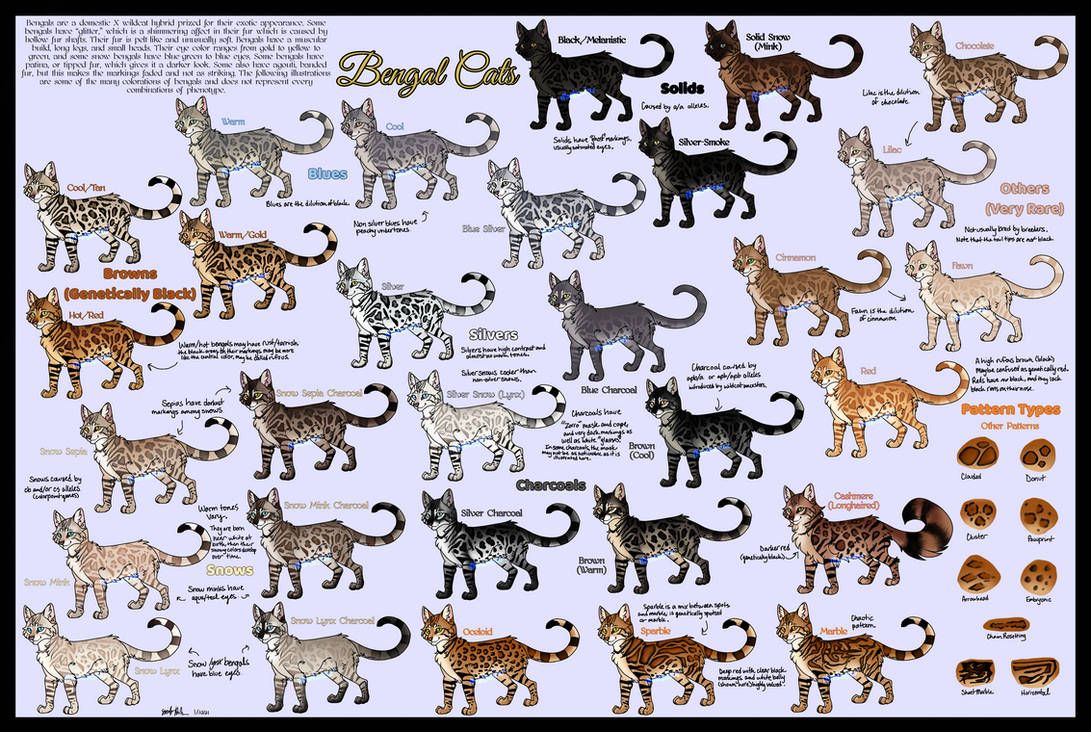 Bengal Color Chart by Mambastar on DeviantArt | Drawing tutorial ...