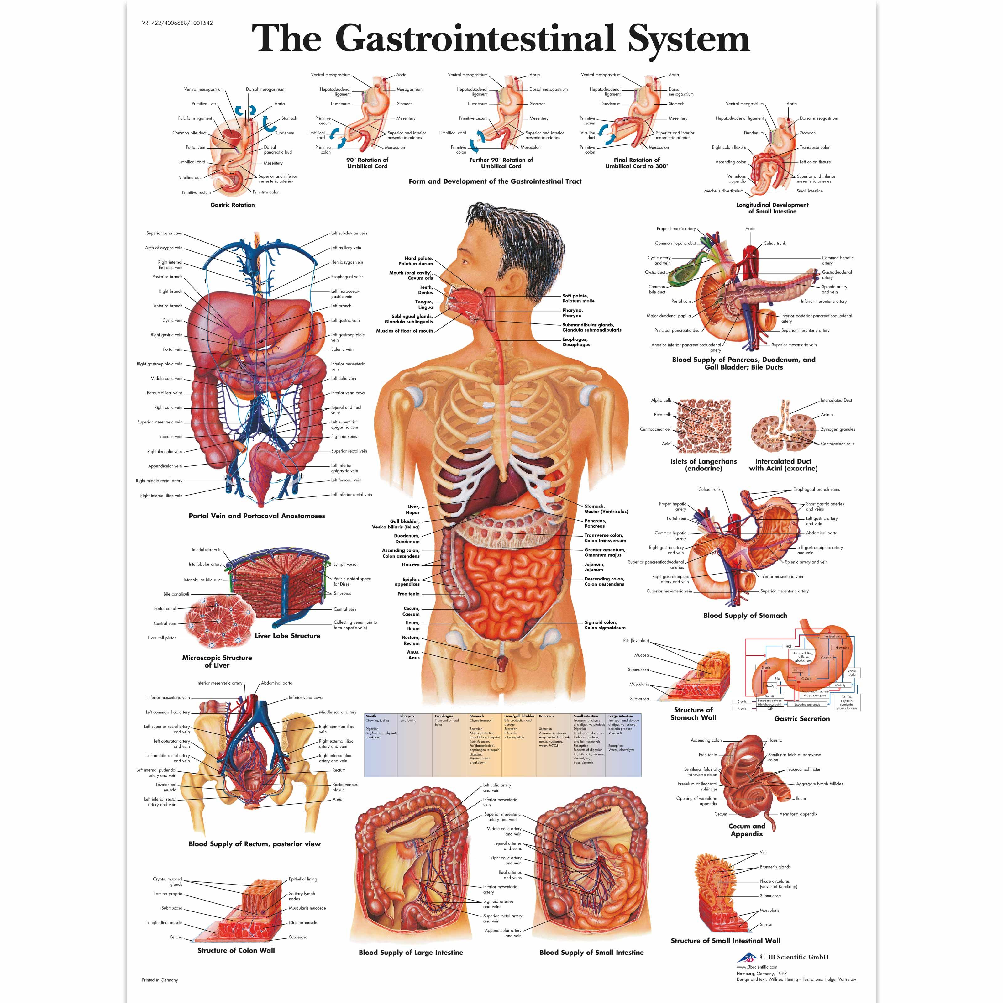 Human anatomy chart, Gastrointestinal system, Body anatomy