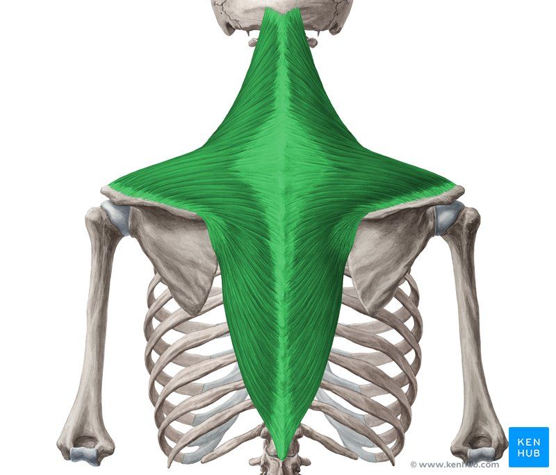 This article covers the anatomy of the trapezius muscle, including its ...