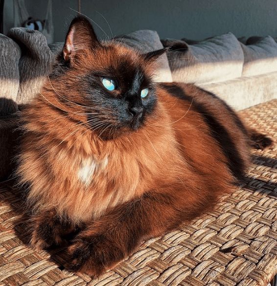 He 10 most beautiful cat breeds image of beautiful cat in the world ...