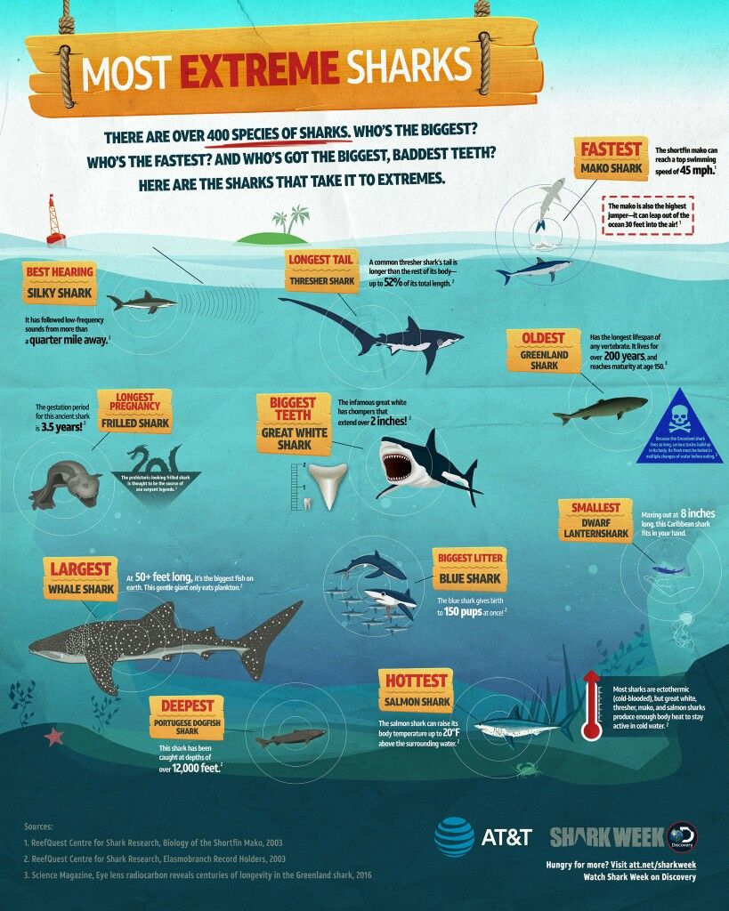 Pin by Deena McFarlin on Ocean | Shark facts, Species of sharks, Shark ...