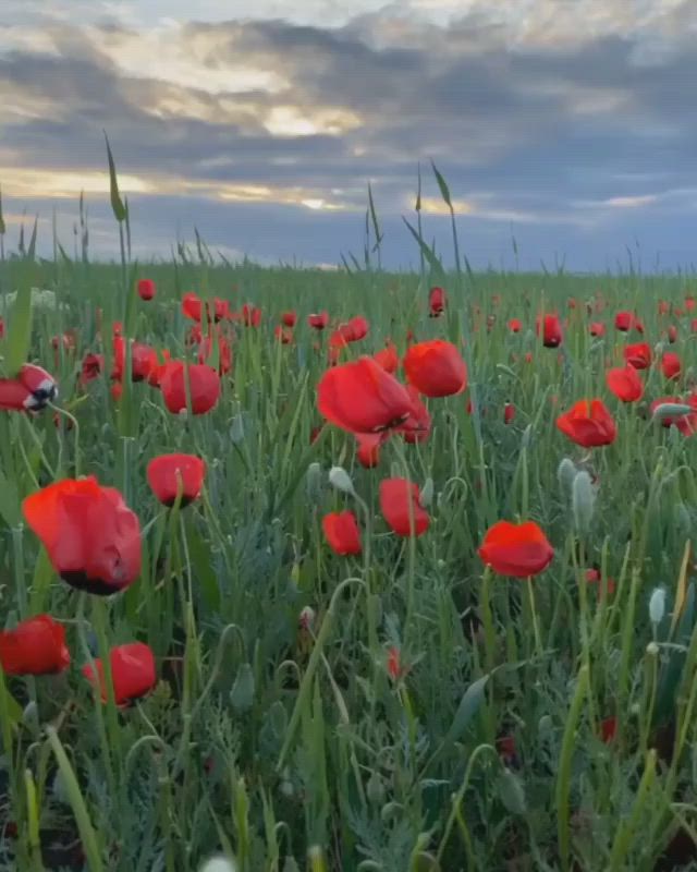 This may contain: a field full of red flowers under a cloudy sky