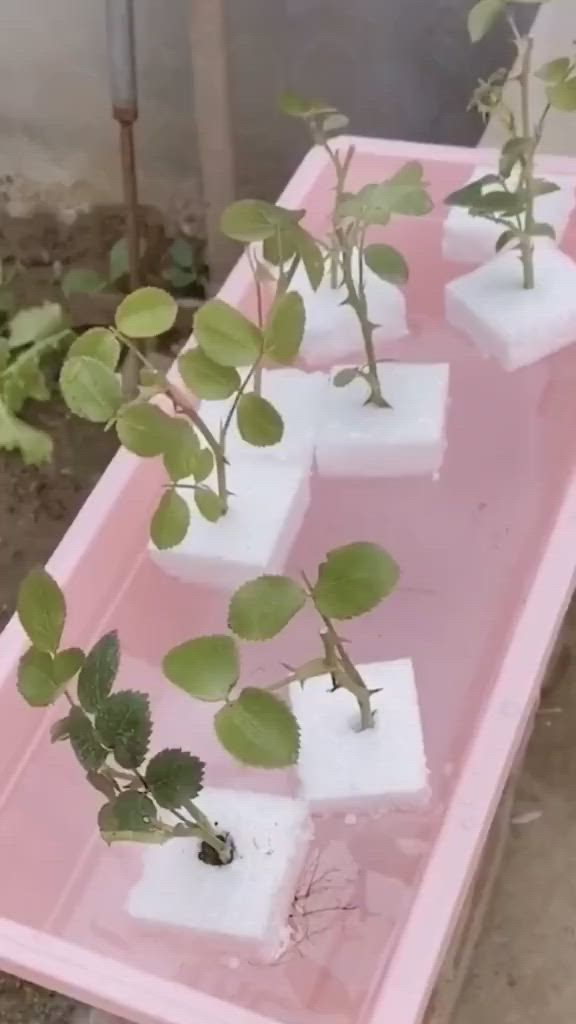 This may contain: some plants are growing in ice cubes on a pink tray