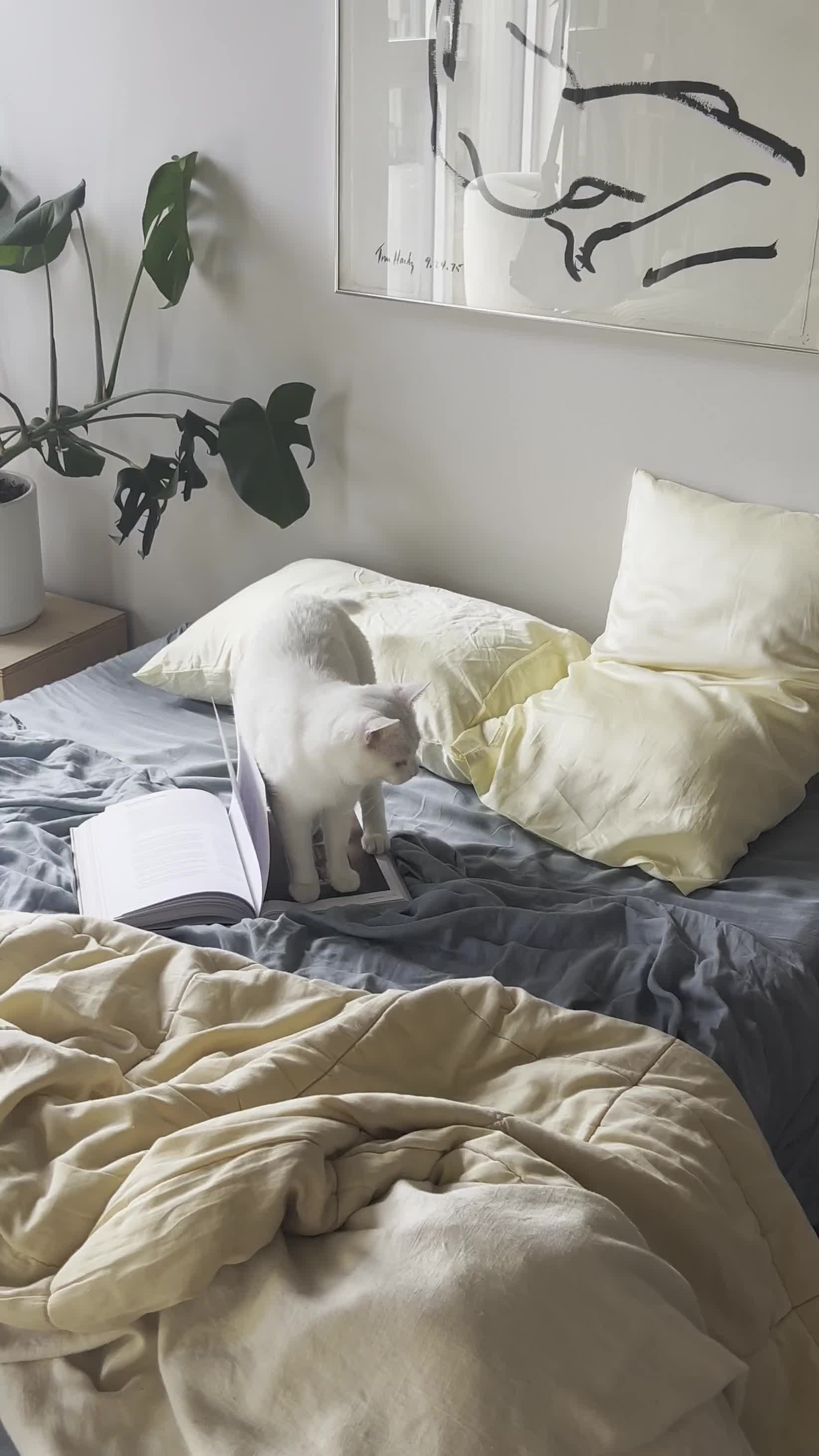 This may contain: a white cat sitting on top of a bed