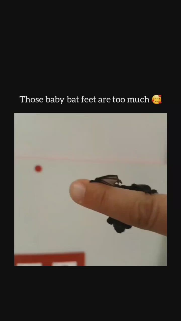 This may contain: a hand holding a small bat in it's right hand with the caption, those baby bats are too much