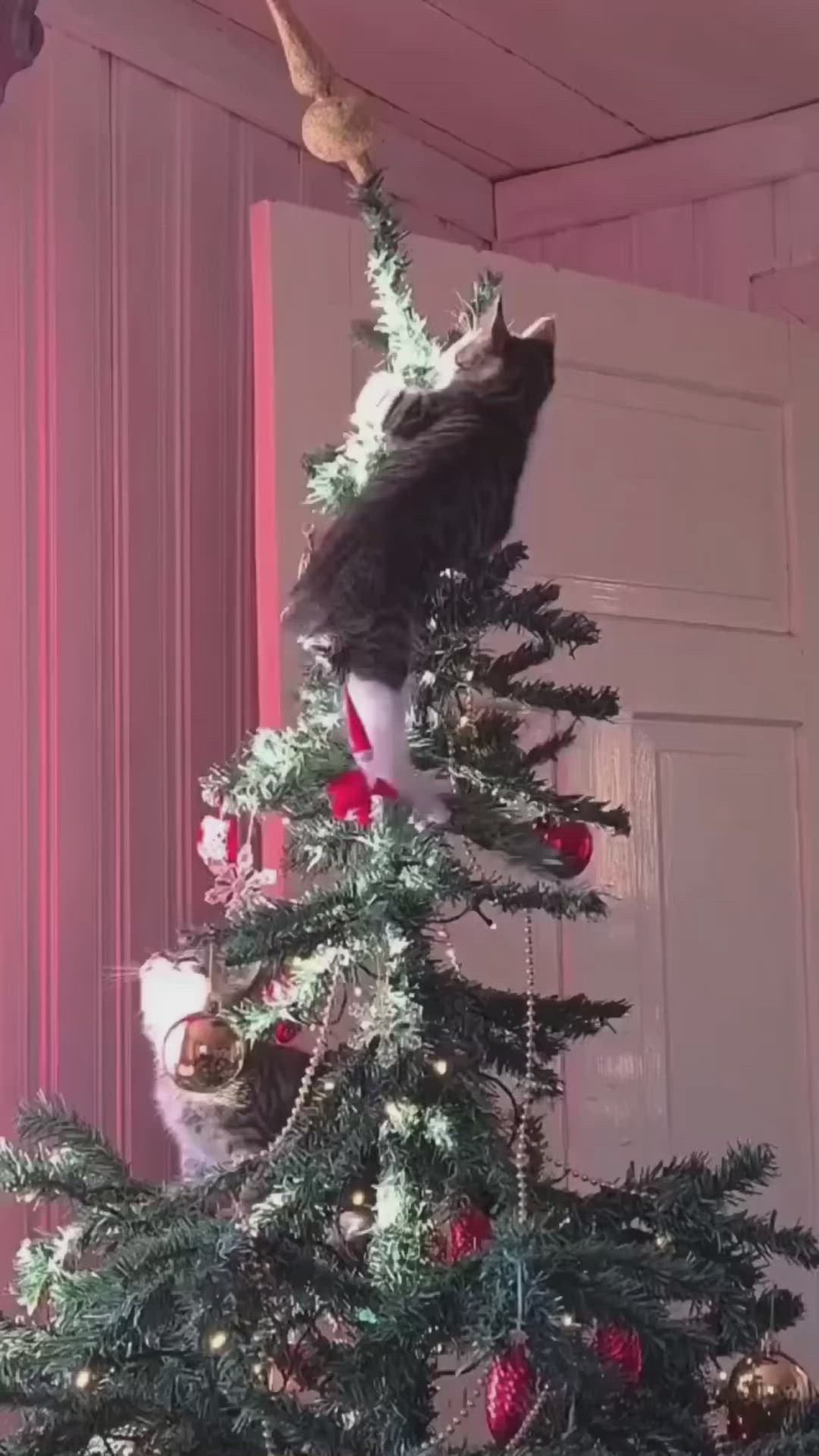 This may contain: a cat climbing up the side of a christmas tree with its head stuck in it