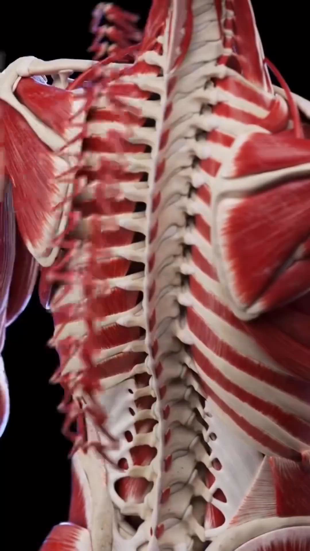 This contains: Body Muscles